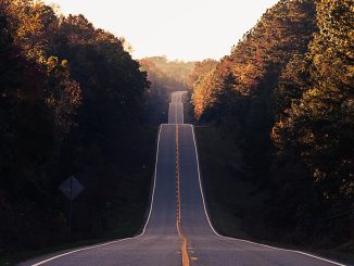 asphalt road between trees