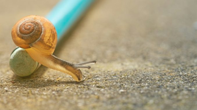 Photo by Pascal van de Vendel closeup photo of orange snail crawling down pencil on ground