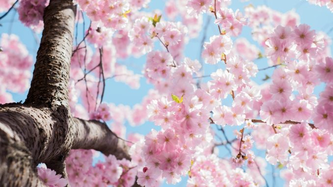 Photo by Arno Smit low angle photo of cherry blossoms tree