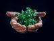 green plant on persons hand